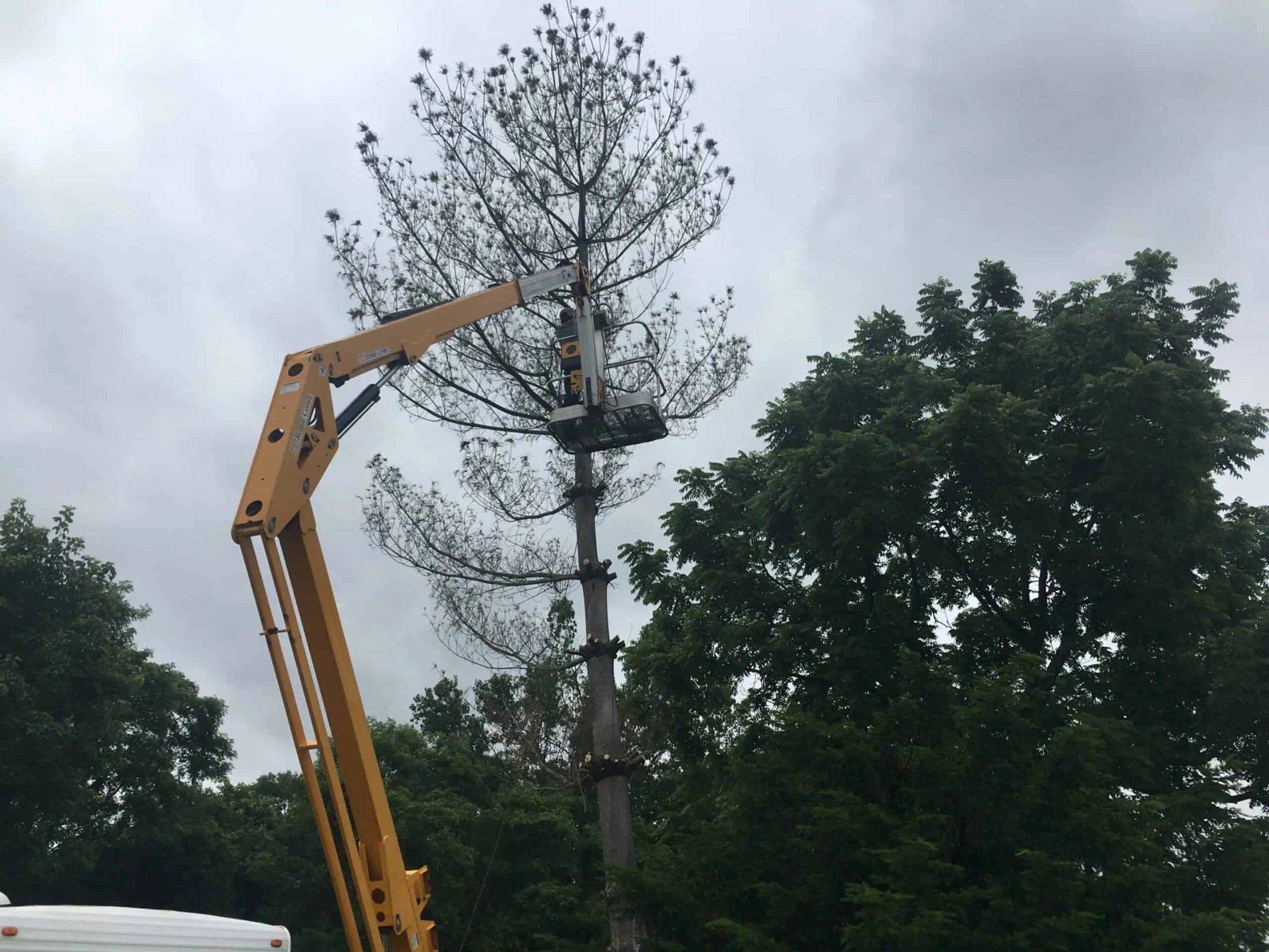 NKY Curb Appeal tree and branch removal work